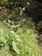 Dipsacoideae
