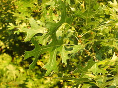 Quercus shumardii