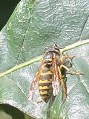 Vespula flavopilosa