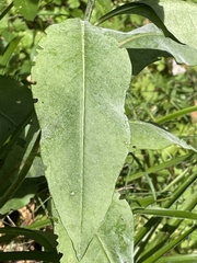 Dipsacoideae