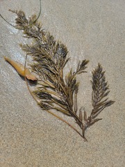 Stephanocystis