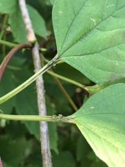 Viburnum opulus opulus