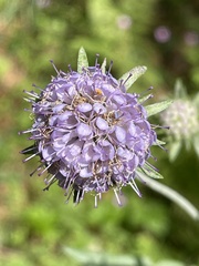 Dipsacoideae