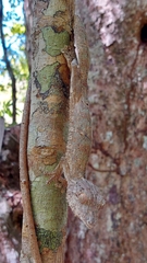 Uroplatus henkeli