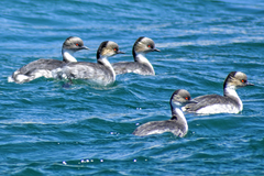 Podiceps occipitalis