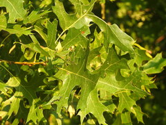 Quercus shumardii