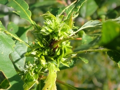 Andricus quercusfrondosus