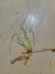 Phyllospadix torreyi