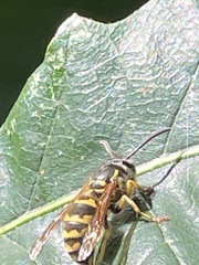 Vespula flavopilosa