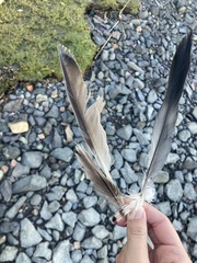 Somateria mollissima