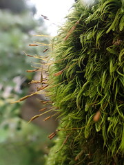 Paraleucobryum sauteri