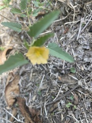 Rhynchosida physocalyx