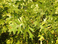 Quercus shumardii