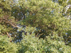 Quercus shumardii