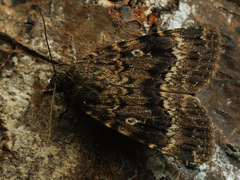 Amphipyra berbera