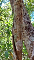 Uroplatus henkeli