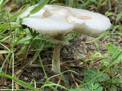 Amanita bisporigera