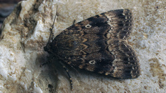 Amphipyra berbera