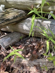 Sistrurus miliarius streckeri