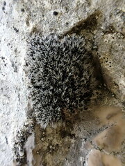 Grimmia tergestina