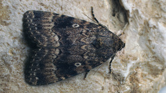Amphipyra berbera