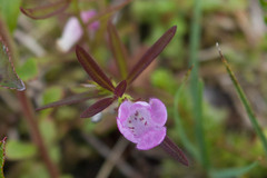 Agalinis neoscotica