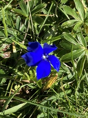 Gentiana bavarica bavarica