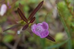Agalinis neoscotica