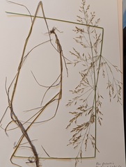 Poa palustris
