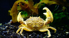 Rhithropanopeus harrisii