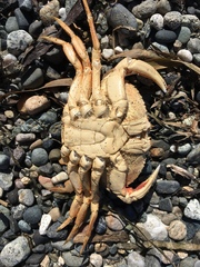 Metacarcinus magister