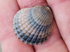 Argopecten irradians