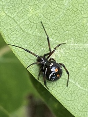 Latrodectus variolus