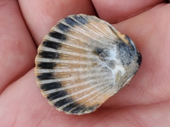 Argopecten irradians