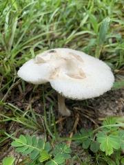 Amanita bisporigera