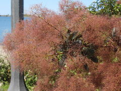 Cotinus coggygria