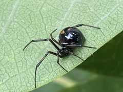 Latrodectus variolus