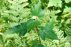 Acer ginnala