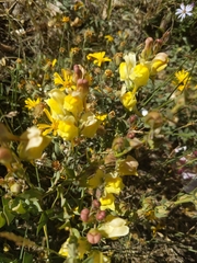 Linaria dalmatica