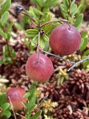 Vaccinium macrocarpon