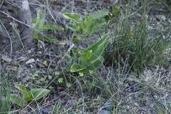 Satyrium odorum