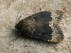 Amphipyra perflua