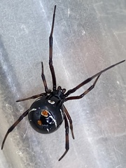 Latrodectus variolus