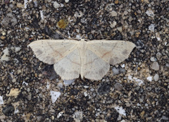 Cyclophora punctaria