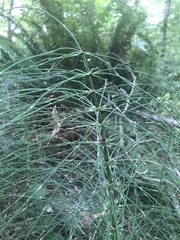 Equisetum