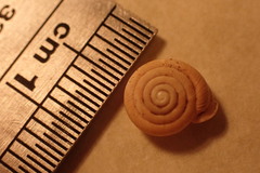 Daedalochila jacksonii