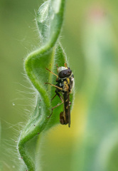 Sphaerophoria sulphuripes