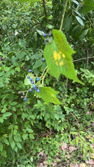 Ampelopsis glandulosa