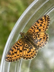 Boloria selene