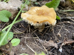 Hydnum umbilicatum